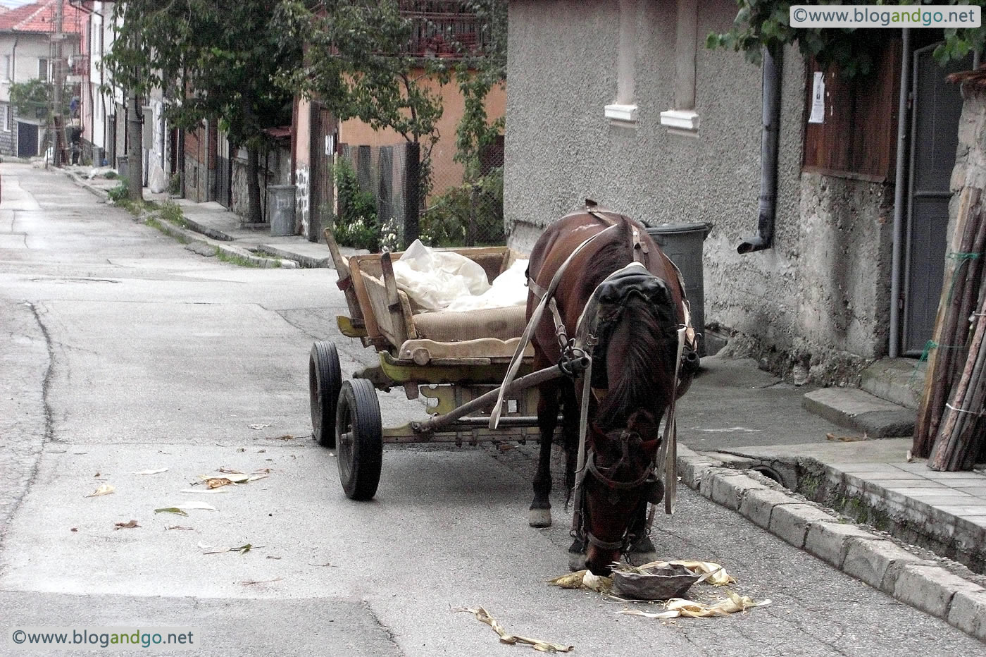 Bansko - Horse feeding in the street